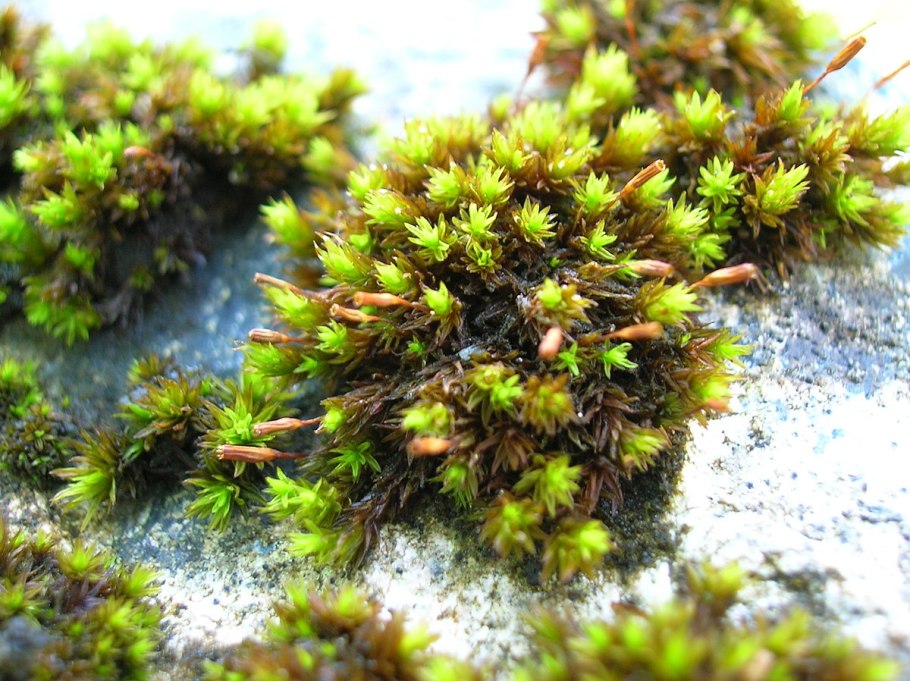 Мох ортотрихум