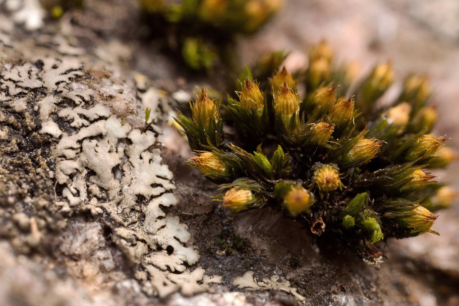 Сфагнум Гиргензона