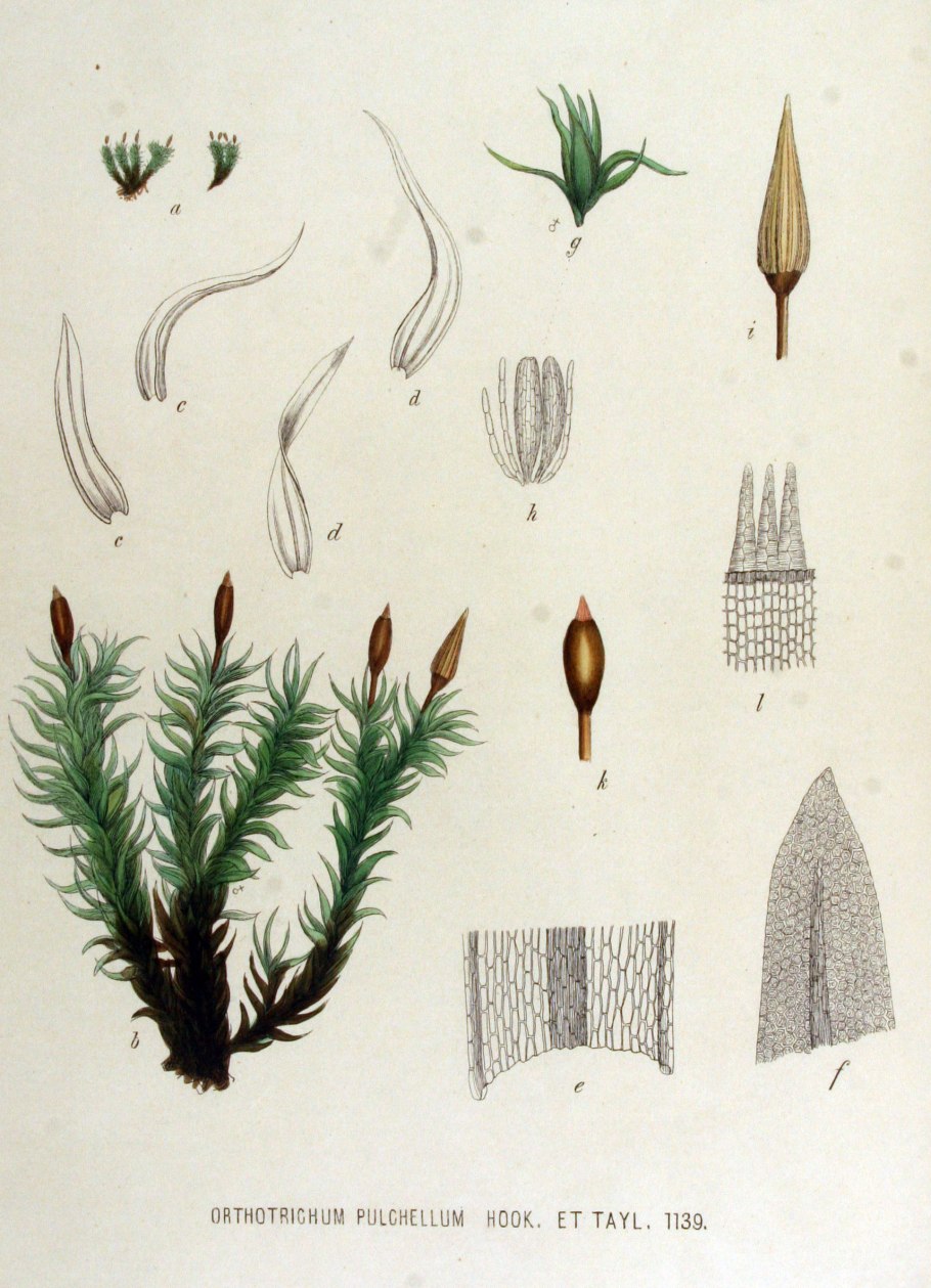 Orthotrichum pulchellum