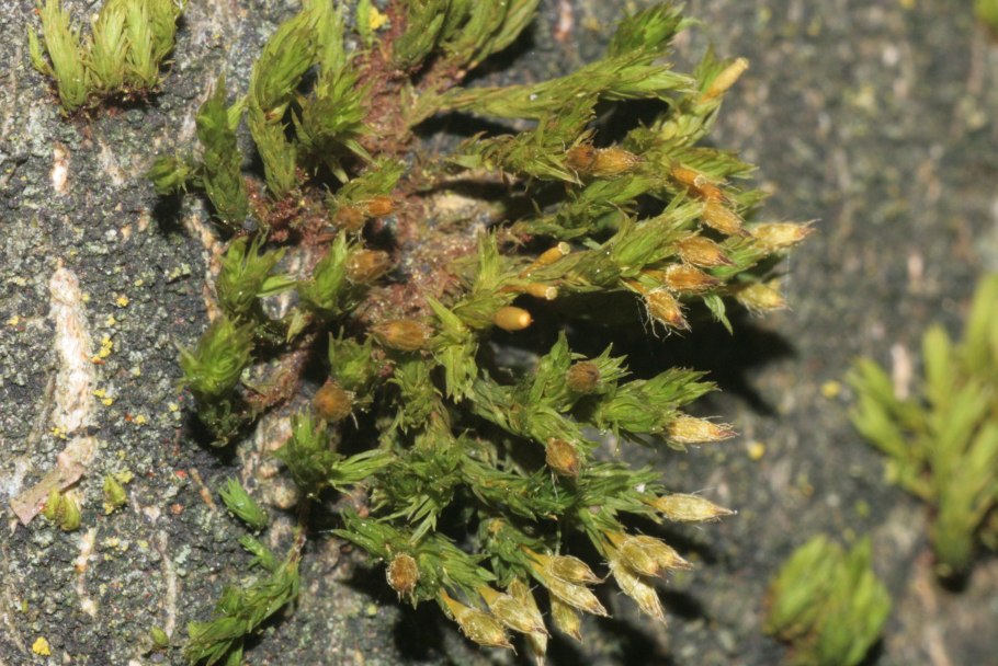 Ортотрихум бледноватый