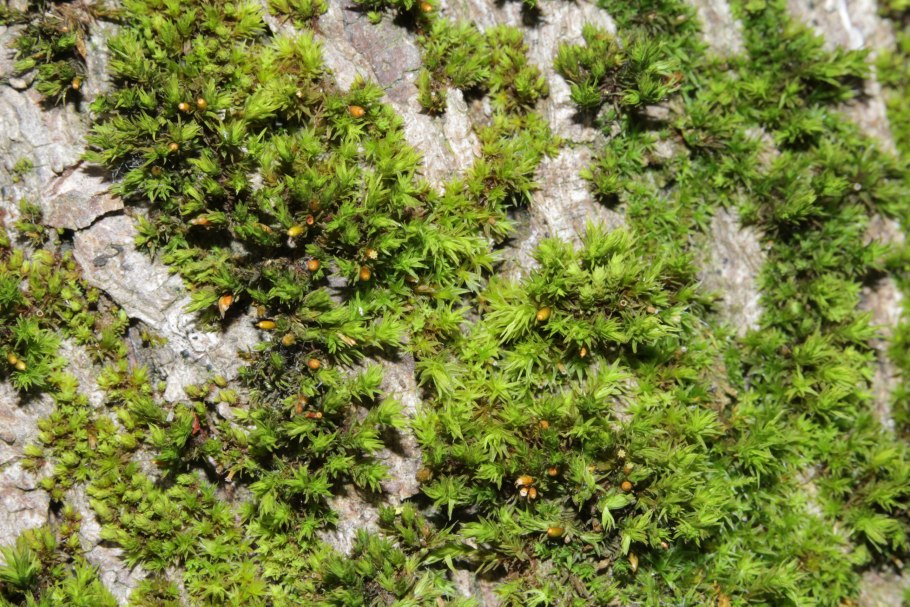 Orthotrichum speciosum