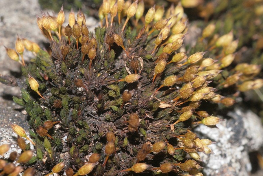 Orthotrichum obtusifolium