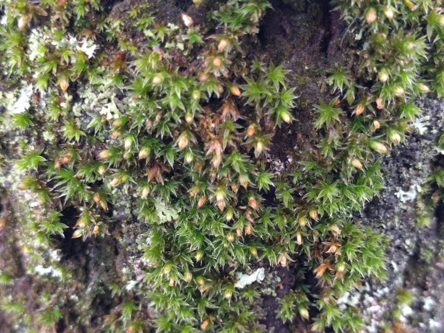 Ортотрихум плюсконосный