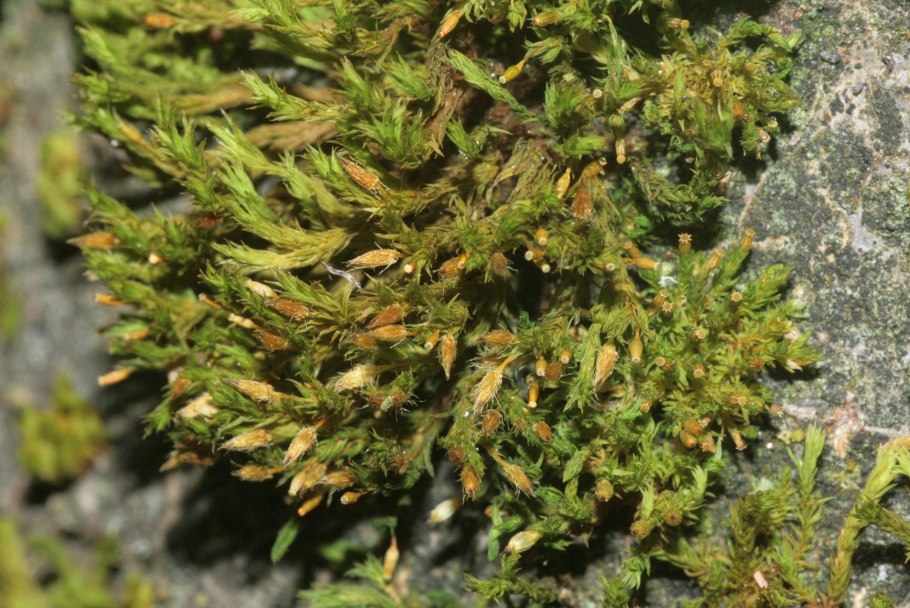 Orthotrichum speciosum