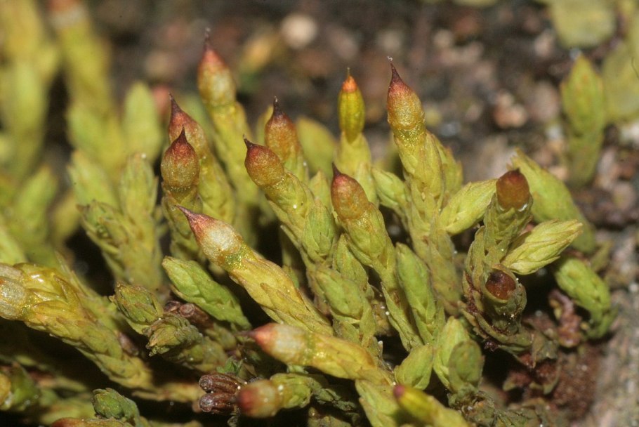 Ортотрихум бледноватый рисунок