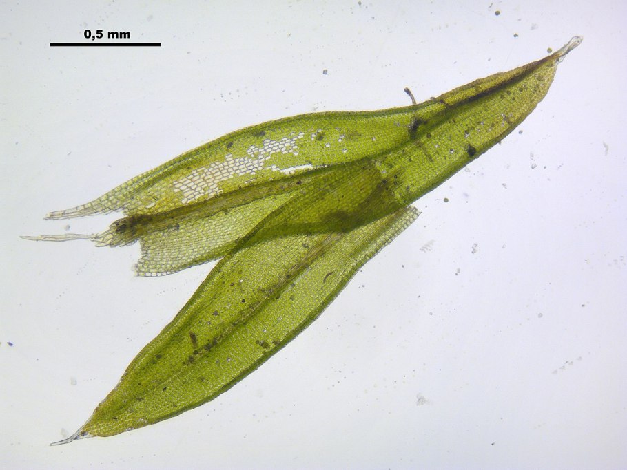 Orthotrichum diaphanum