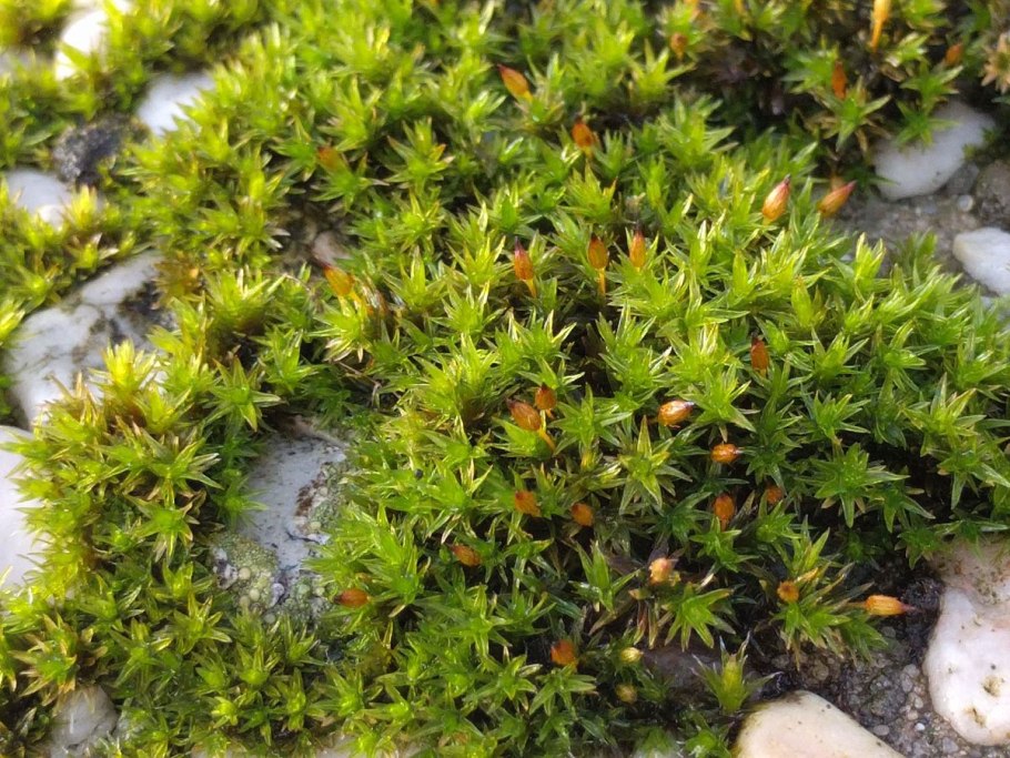 Polytrichum juniperinum