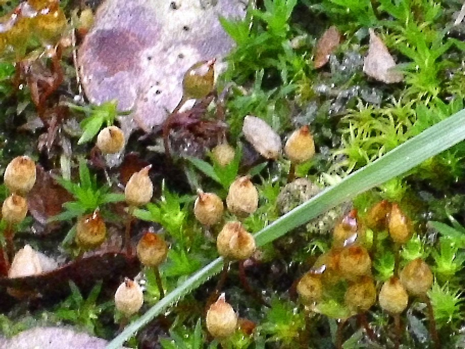 Orthotrichum acuminatum
