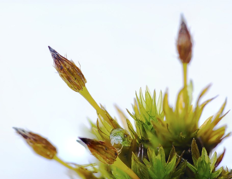 Orthotrichum anomalum