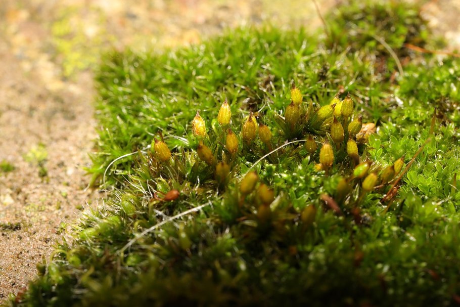 Мох ортотрихум