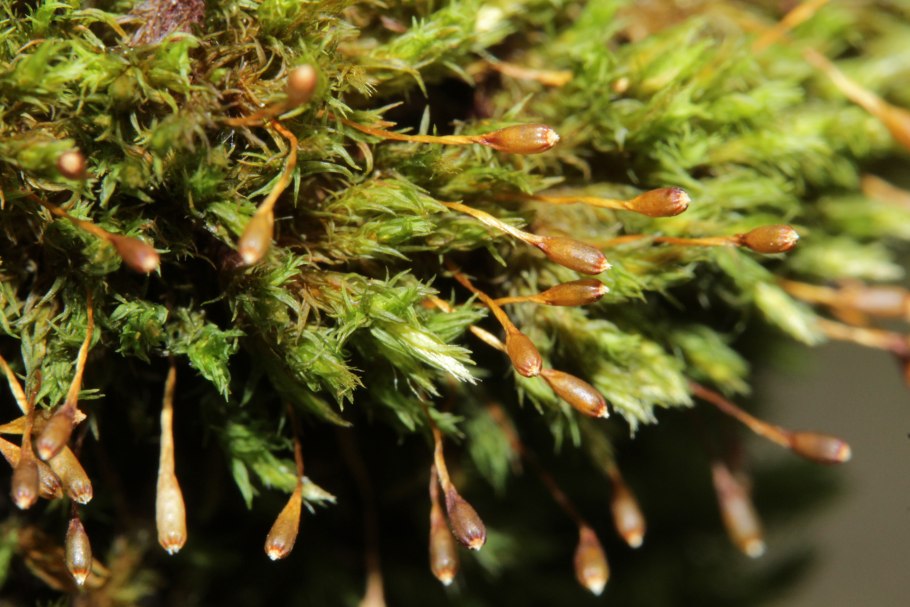 Фото мох и перья