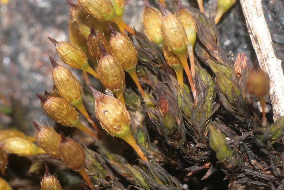 Orthotrichum pallens