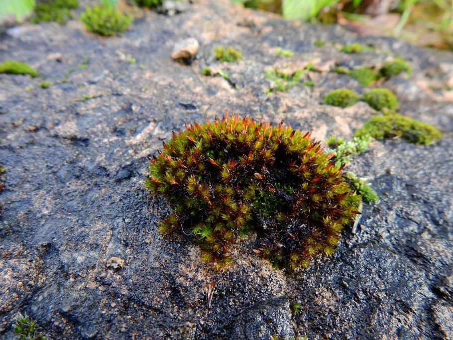 Orthotrichum stramineum microskopiye