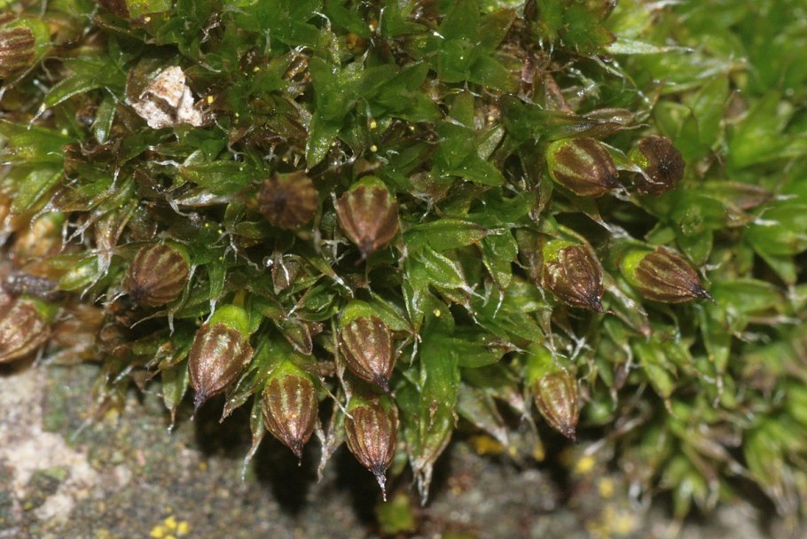 Orthotrichum cupulatum