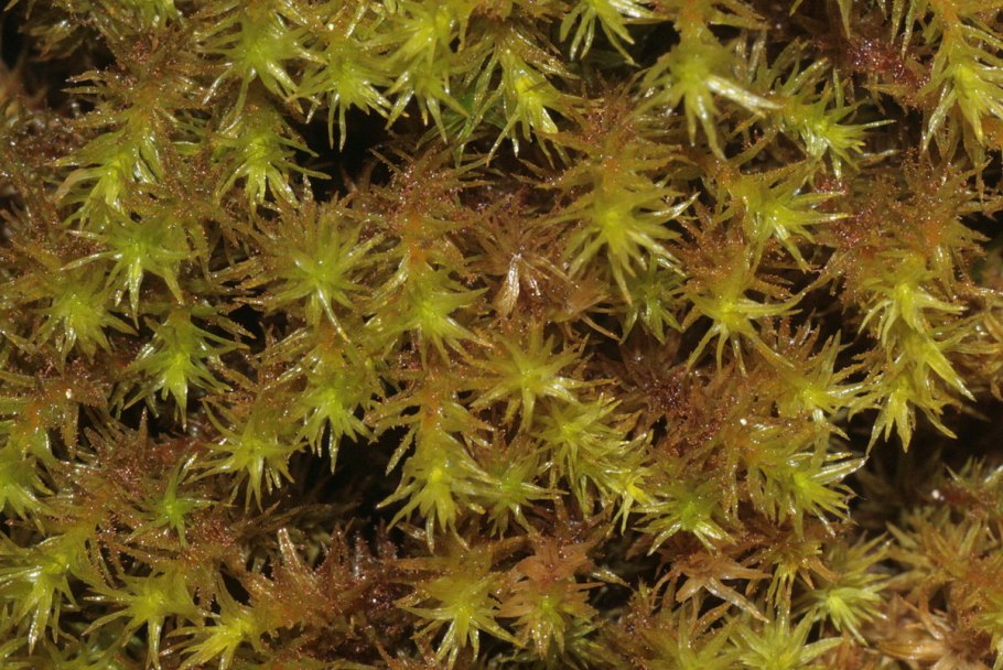 Orthotrichum lyellii