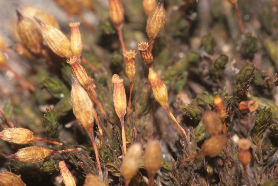 Orthotrichum anomalum