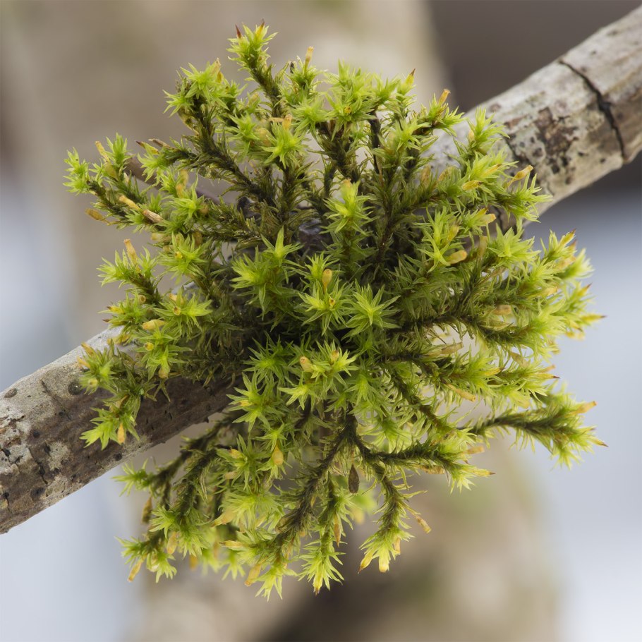 Ортотрих бледный