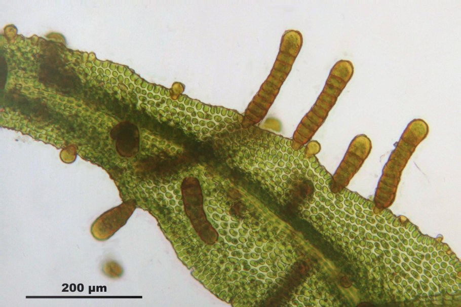 Polytrichastrum formosum