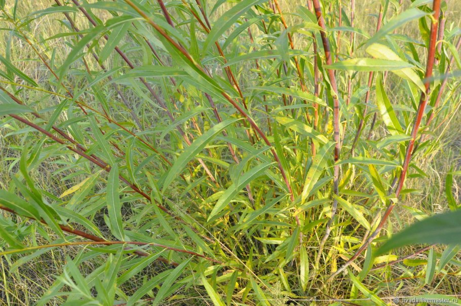 Ива шерстистопобеговая Гмелина