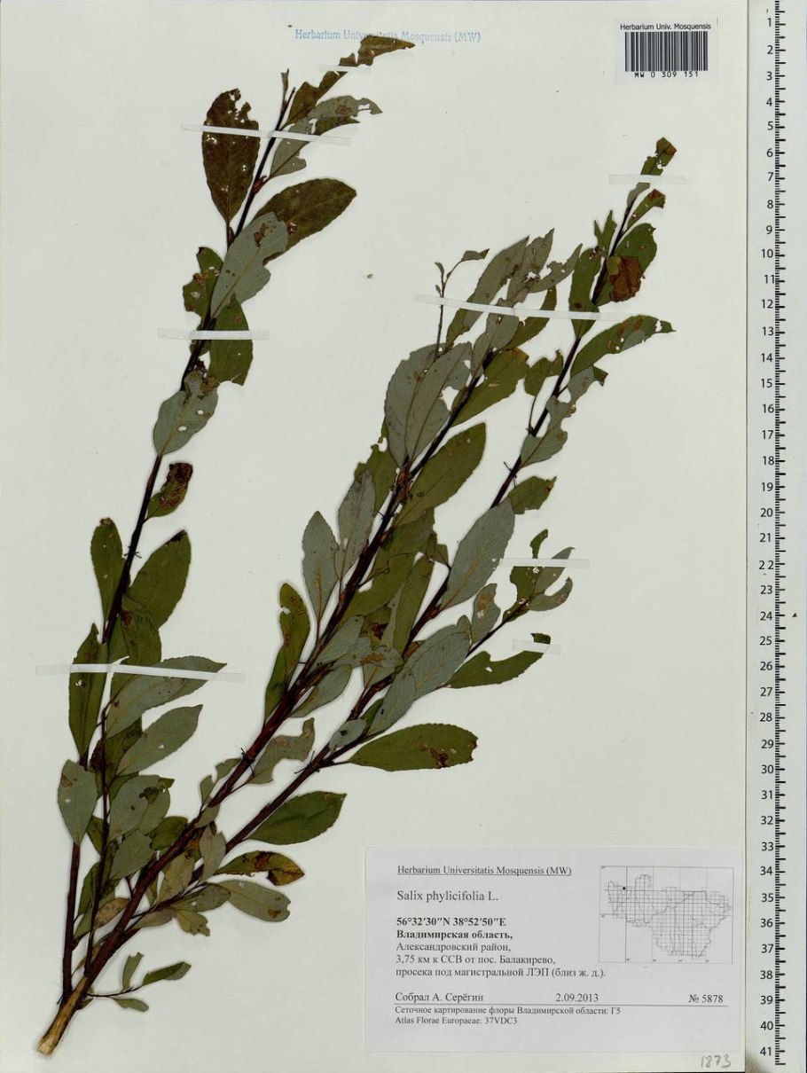 Ива филиколистная salix phylicifolia