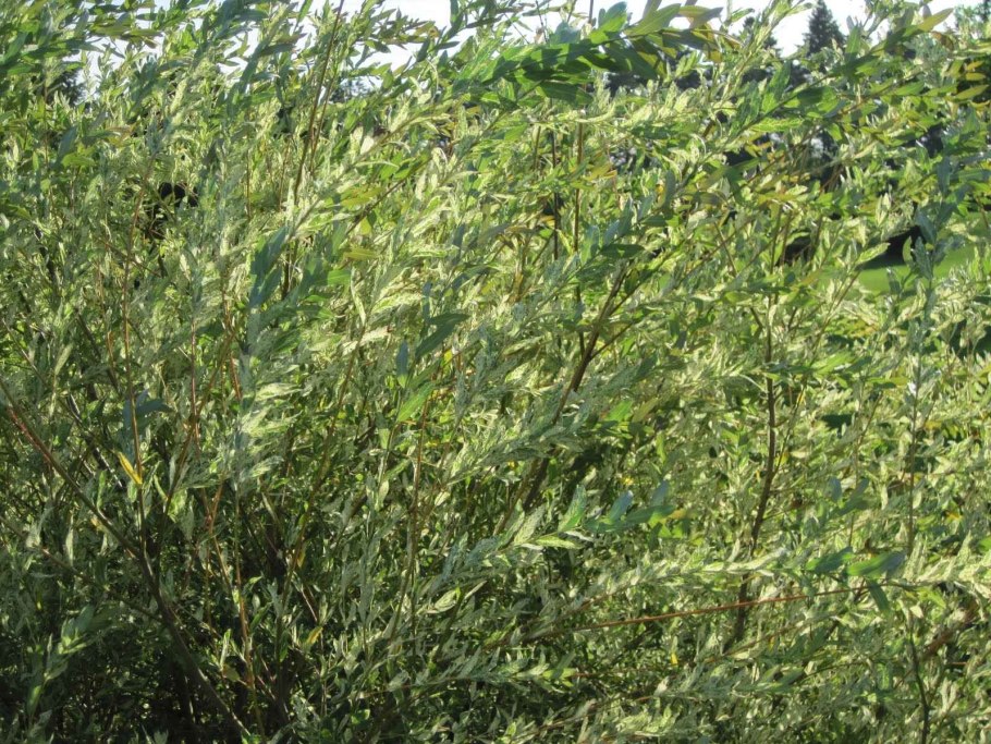 Ива серебристая (лохолистная) salix elaeagnos