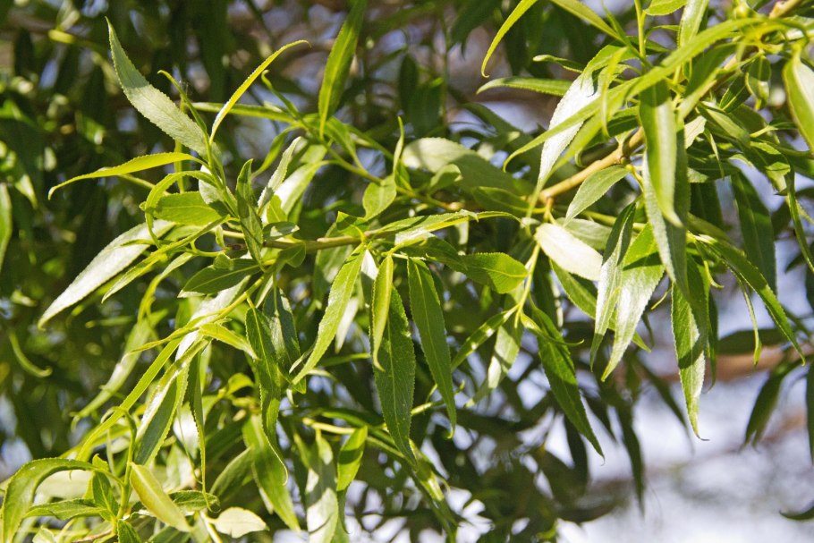 Ива белая salix alba