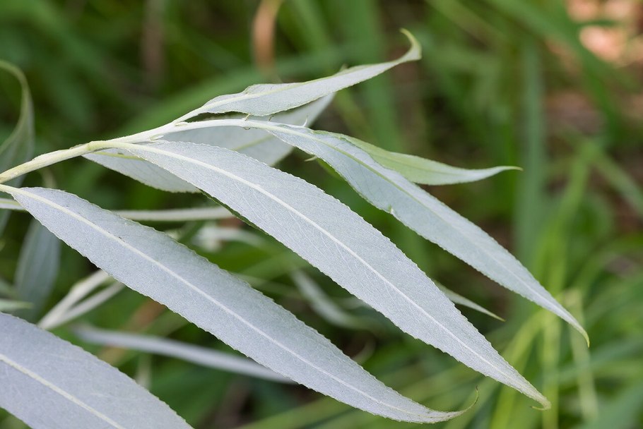 Ива Каспийская (Salix caspica Pall.)