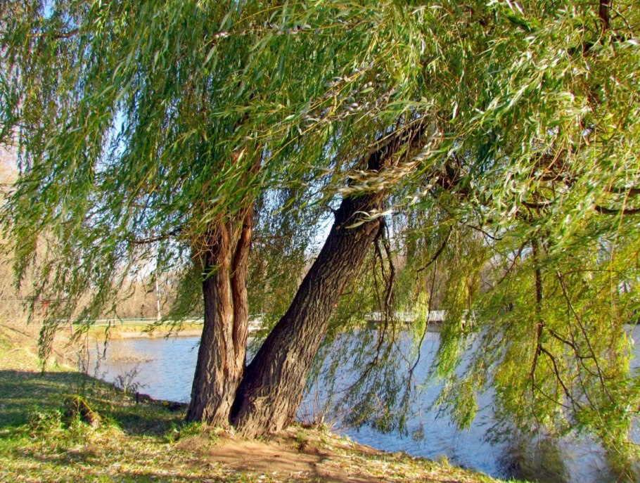 Плакучая ива дерево