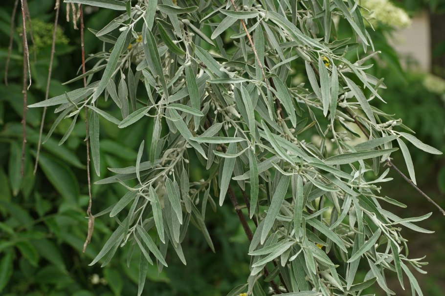 Elaeagnus angustifolia