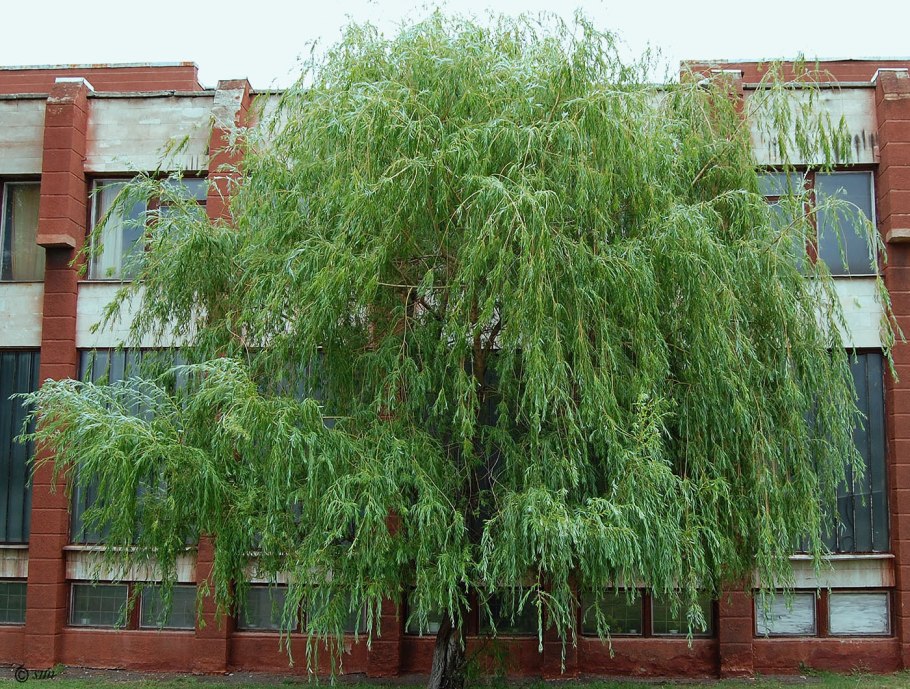 Ива шверина плакучая