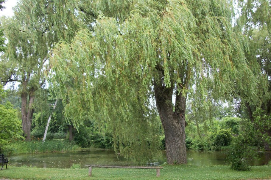 Weeping willow tree