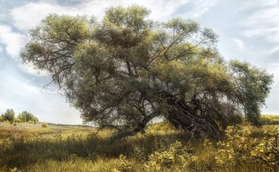 Ветла дерево