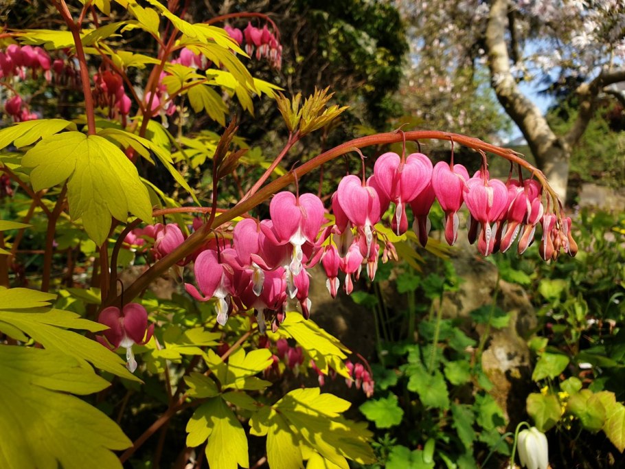 Дицентра иноземная