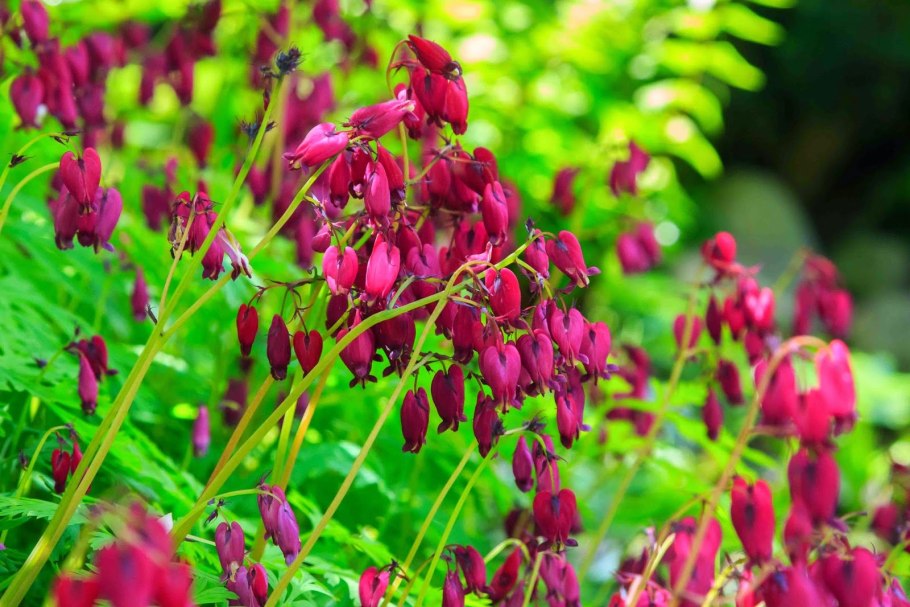 Дицентра Bacchanal