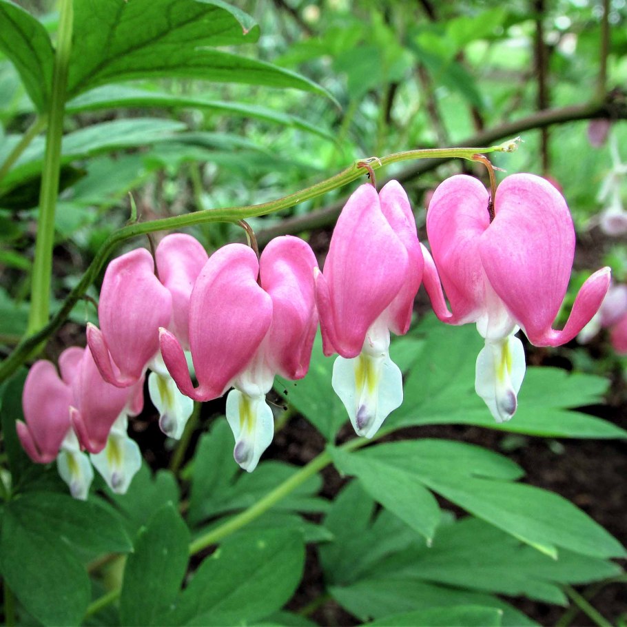 Дицентра великолепная розовая