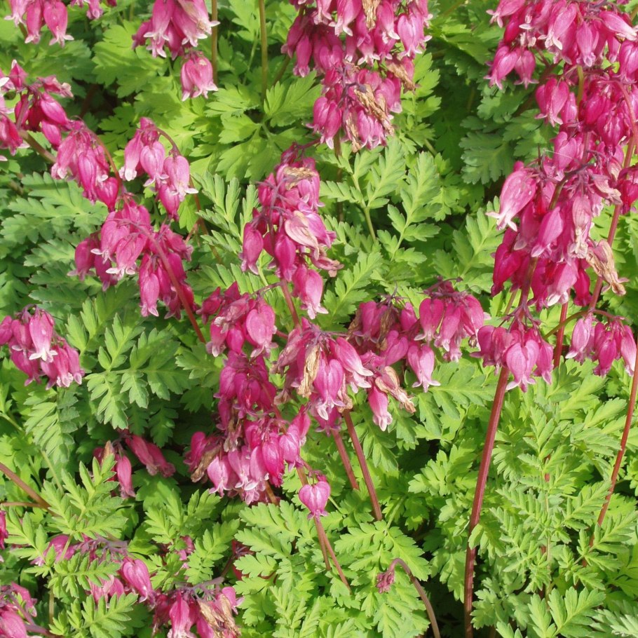 Дицентра luxuriant