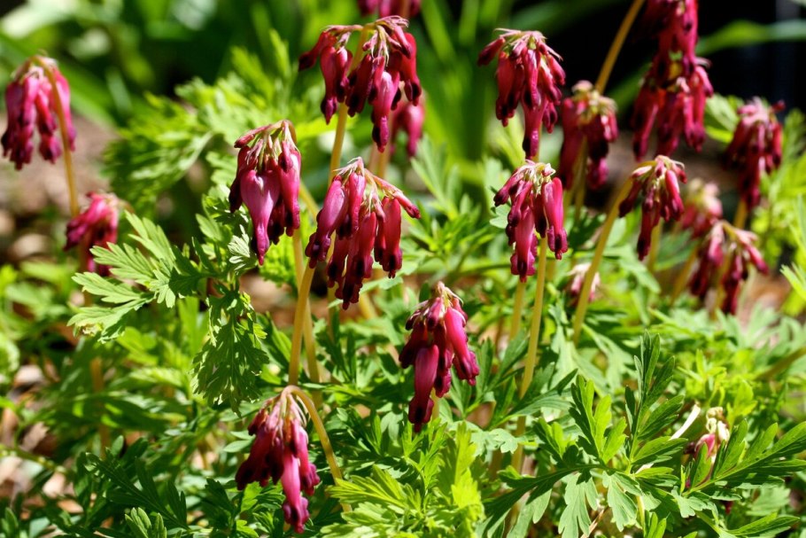 Дицентра Аврора