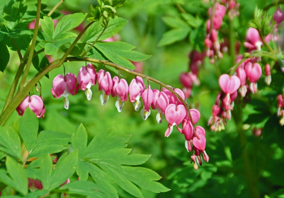 Дицентра luxuriant