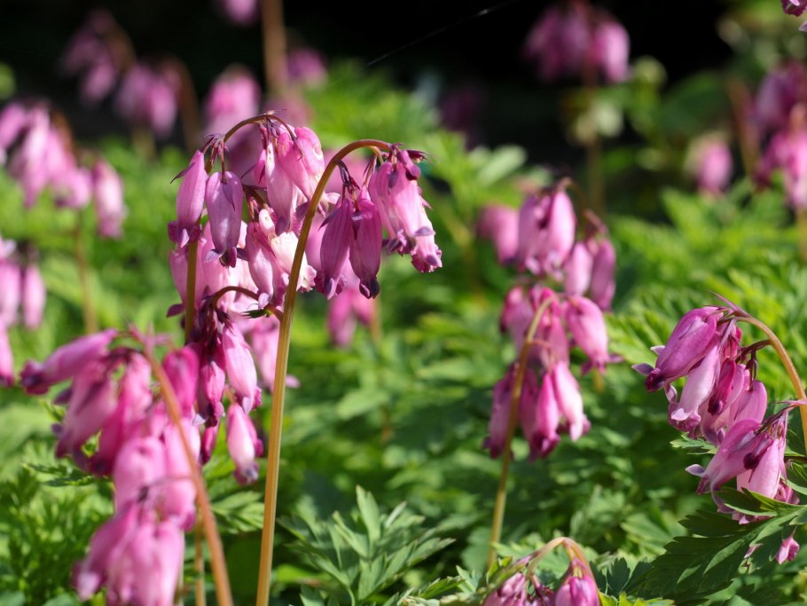 Дицентра формоза