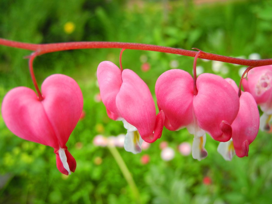 Дицентра Спектабилис