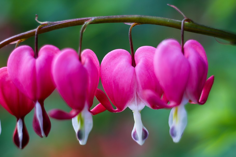 Дицентра Бекхенел