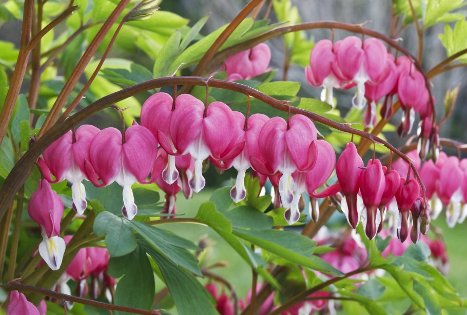 Дицентра бакханал