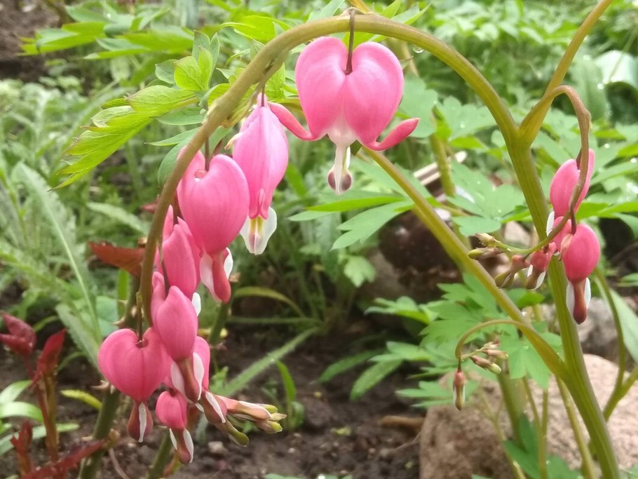 Дицентра Формоза Люксуриант