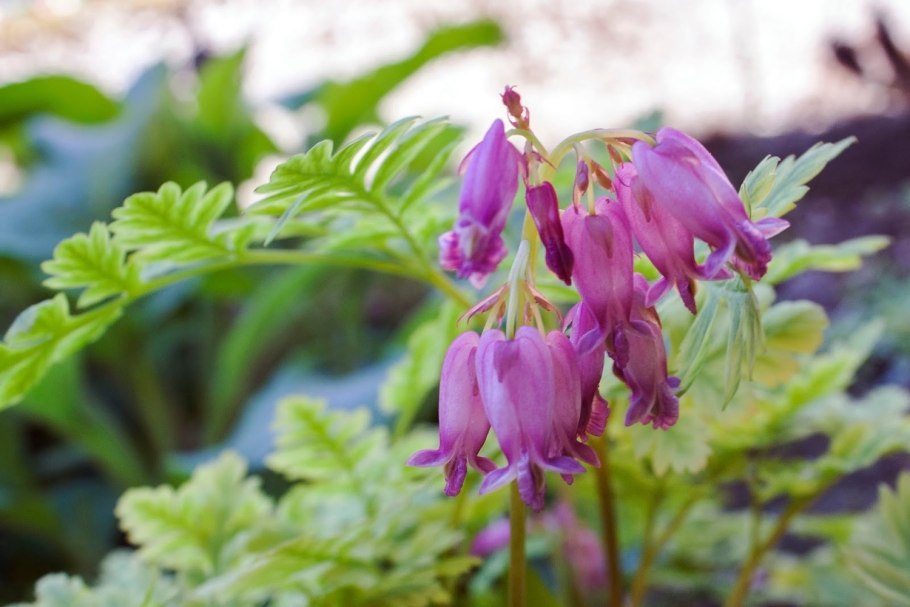 Дицентра Формоза Люксуриант