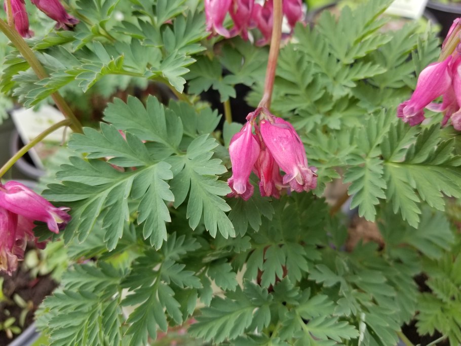 Дицентра Люксуриант