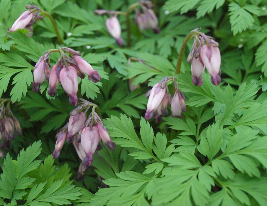 Дицентра карликовая розовая