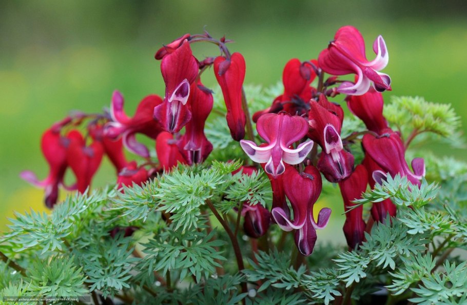 Многолетник дицентра