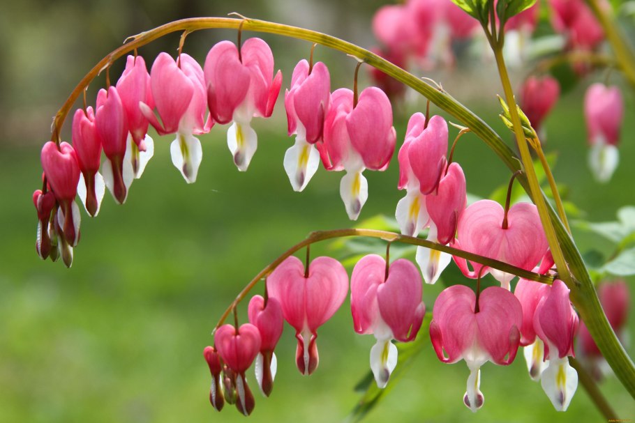 Дицентра цветок