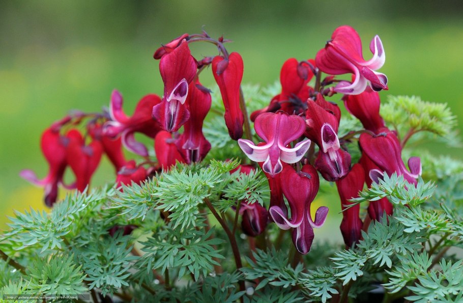 Дицентра золотая лоза