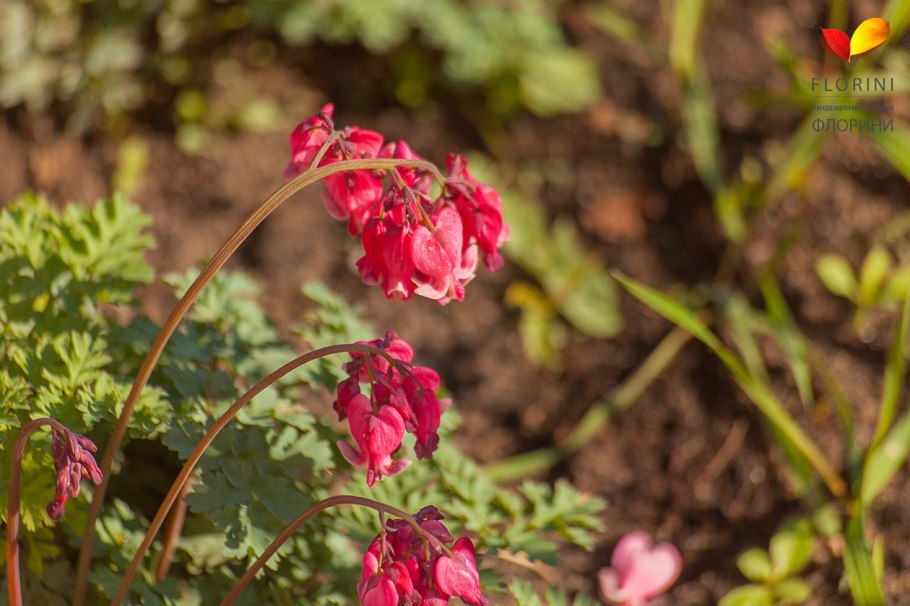 Дицентра красивая Люксуриант